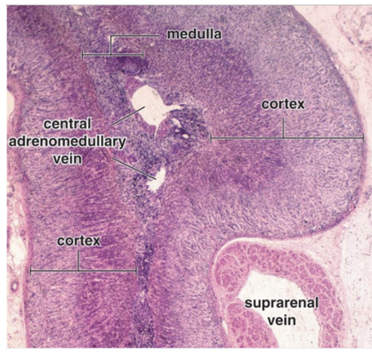 <p>What is the embryologic origin of the adrenal cortex?</p>