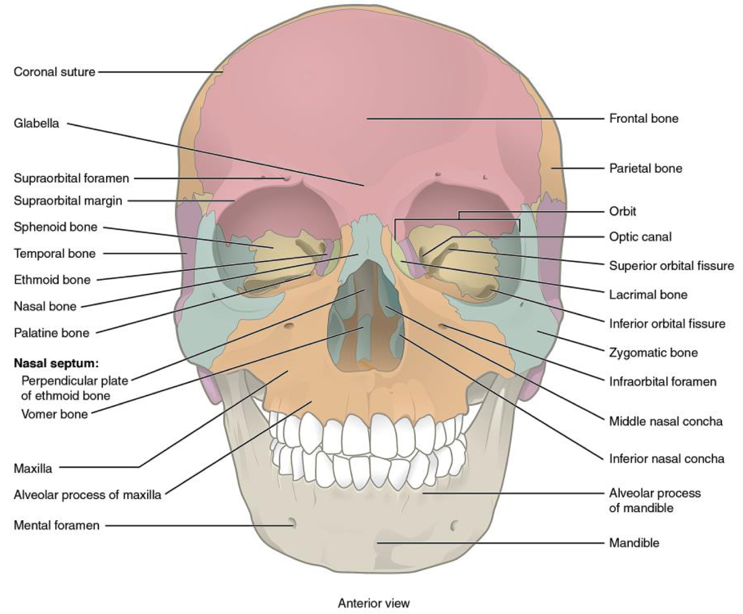 <p>Zygomatic (2), lacrimal (2), nasal (2), inferior nasal conchae (2), palatine (2), maxilla (2), vomer, mandible</p>
