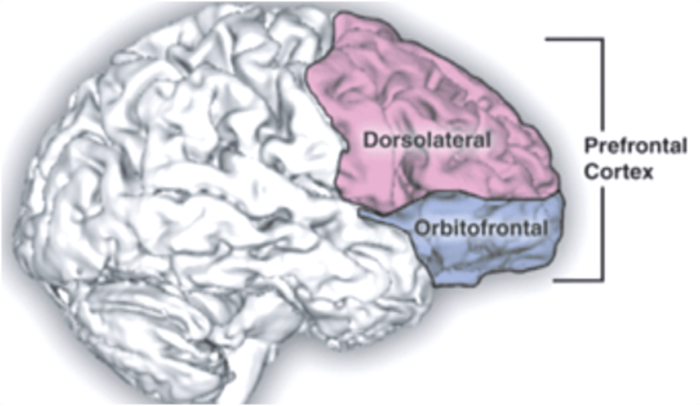 <p>part of the brain in which the combination of odor and taste information helps create the perception of flavor</p>