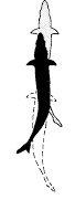 <p>Used for burst movement</p>