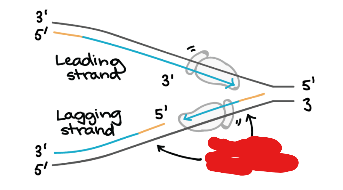 <p>Fragments on the lagging strand. (Strand that is replicated 5’ to 3’ away from the forks.) That require new primers for DNA polymerase to replicate starting from their point. This is needed because the DNA polymerase runs also from 5’ to 3’ and as new DNA is exposed it must go back, hence the ______ ______.</p>
