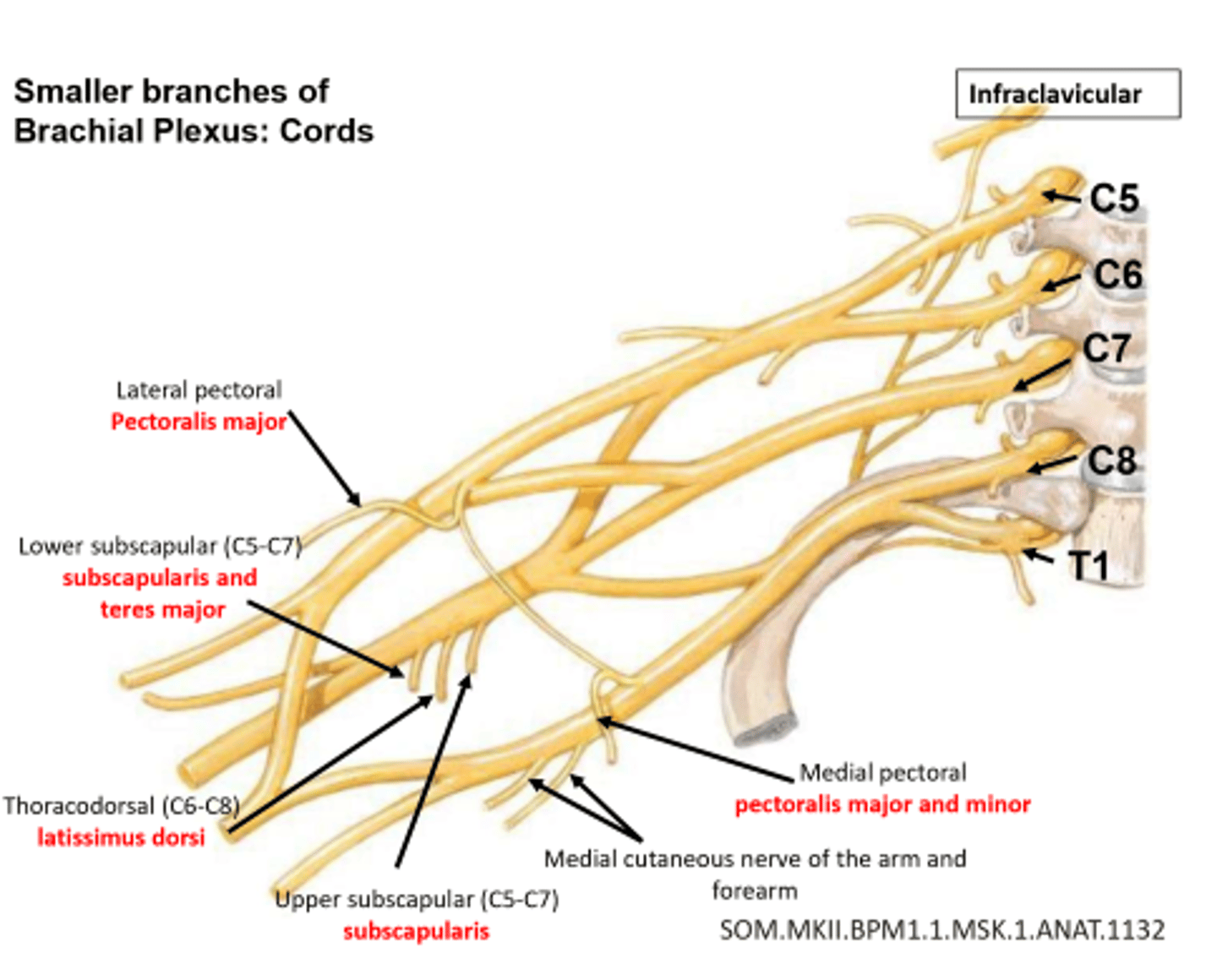 <p>1. Lateral Pectoral Nerve</p><p>2. Medial Pectoral Nerve</p><p>3. Medial Brachial Cutaneous Nerve</p><p>4. Medial Antebrachial Cutaneous Nerve</p><p>5. Upper Subscapular Nerve</p><p>6. Thoracodorsal Nerve</p><p>7. Lower Subscapular Nerve</p><p>8. Axillary Nerve</p>