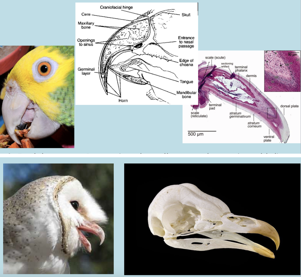 <p>1- Beak is a hard, tough epidermal structure (keratin= the same tough, insoluble protein found in fingernails, hoofs and horns) attached to a bone base (Maxilla = upper jaw, and Mandible = lower jaw; which acts as a form to produce the beak’s shape) 2- The beak has a well-developed superficial innervation originating from the bony structure and extends through the germinal layer (contains blood and nerve supply to support beak growth and sensation) 3- Beak is constantly growing, depending upon the species, a bird&apos;s beak grows from 1 to 3 inches a year 4- Beaks vary significantly in size, shape, color, and texture, according to their main function.</p><ul><li><p>Eating</p></li><li><p>Grooming</p></li><li><p>Manipulating objects</p></li><li><p>killing prey</p></li><li><p>Fighting</p></li><li><p>Probing for food</p></li><li><p>Courtship</p></li><li><p>Feeding young 5- Normal and abnormal beak growth and beak wearing and trimming</p></li></ul>