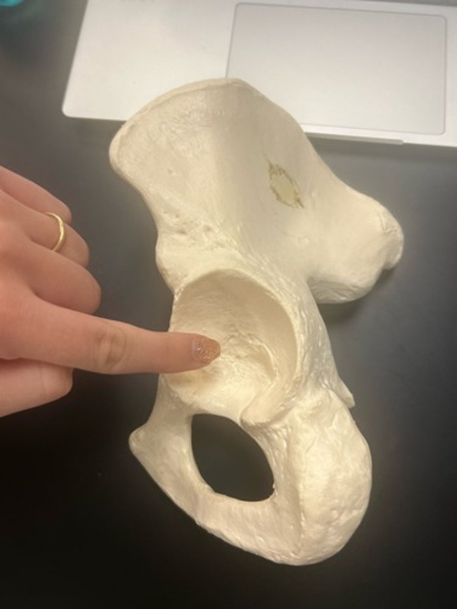 <p>name the bone</p>