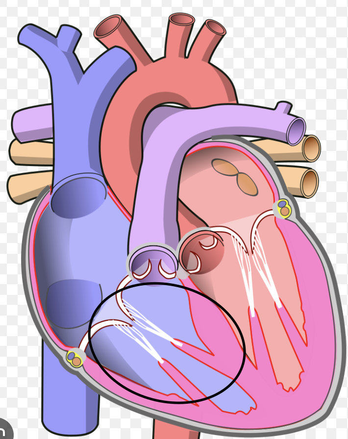 <p>below right atrium </p>