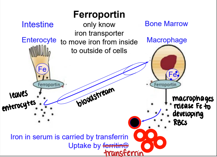 <p>iron transporter used to move iron from inside to outside of cells</p>
