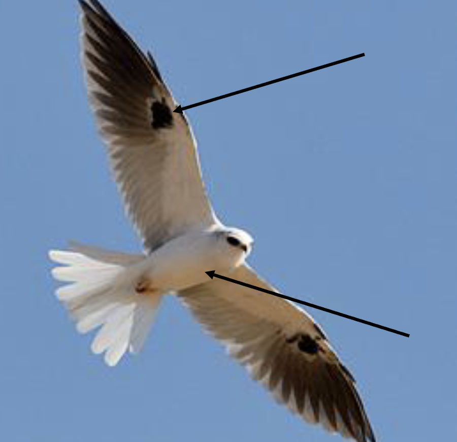 <p>this is an (adult / juvenile) white-tailed kites</p>
