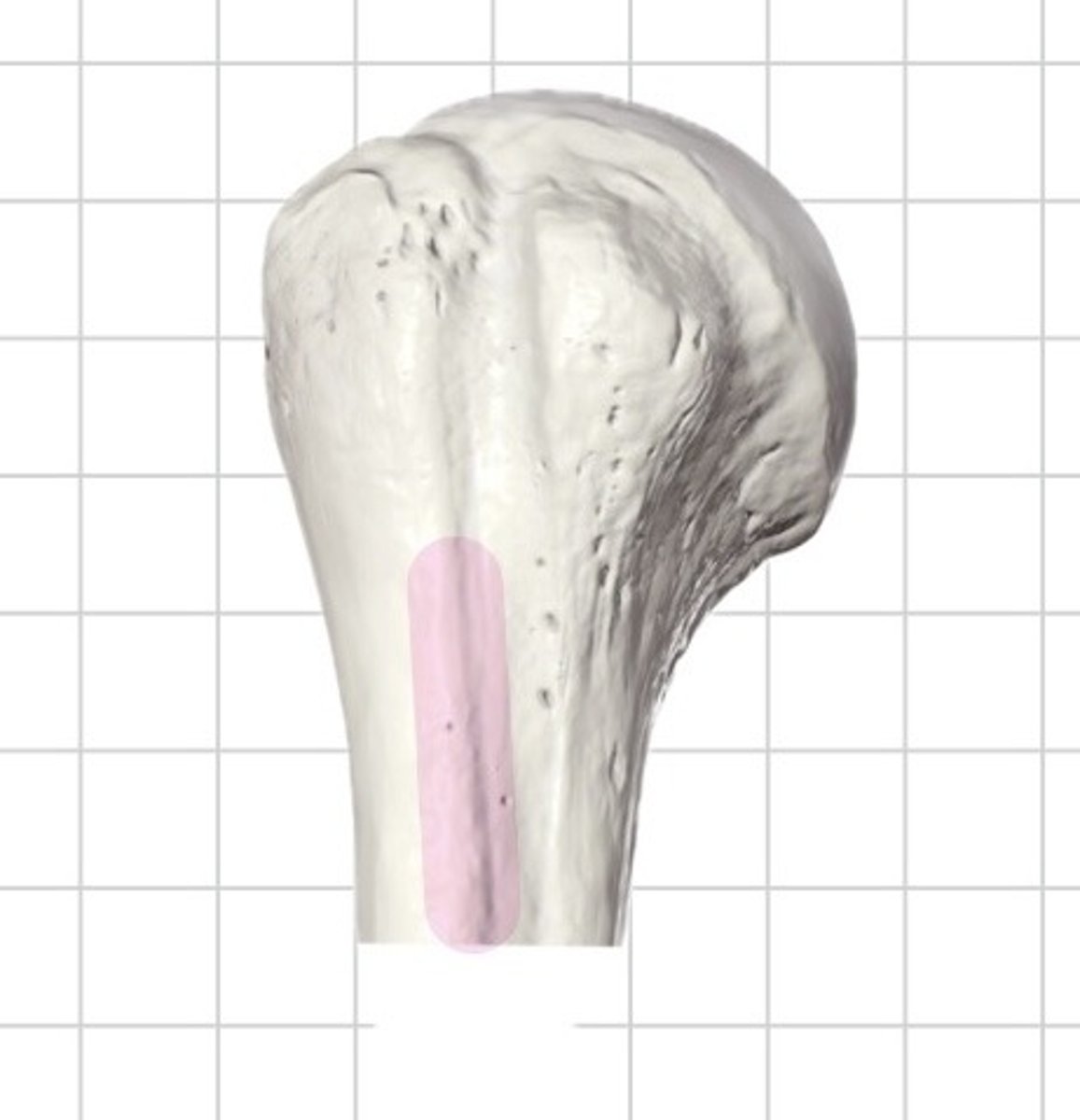 <p>runs distally from the</p>