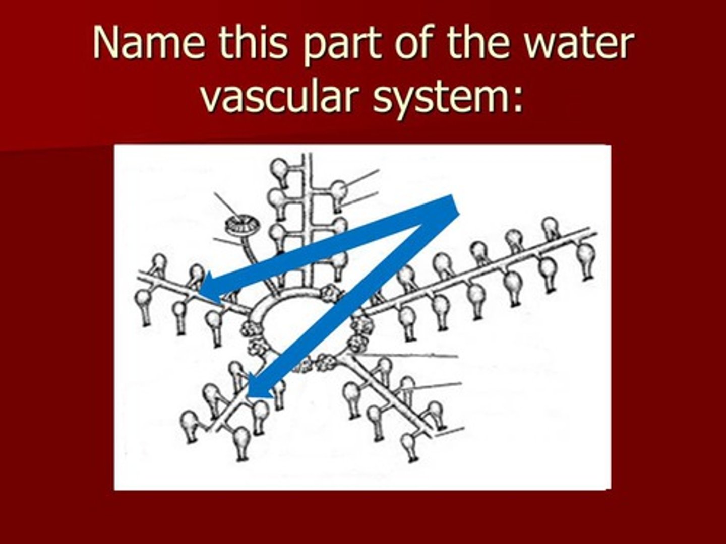 <p>water vascular canal that travels down each arm and provides water for the tube feet to contract</p>