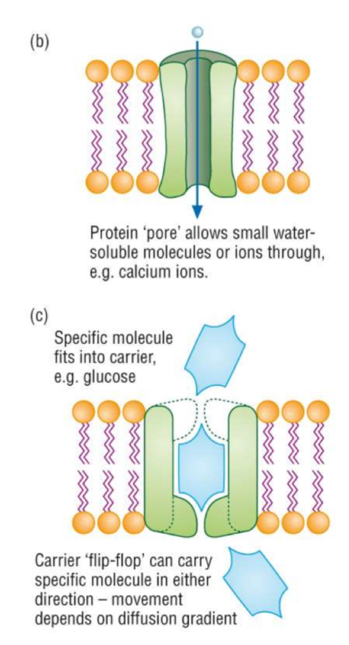 <p>Large molecules, polar molecules and ions which can’t cross the membrane by simple diffusion can be transported by: </p><ul><li><p>Channel proteins- a <strong>hydrophilic channel</strong> </p></li><li><p>Carrier proteins- proteins that can <strong>change shape </strong></p></li></ul><p>They are highly specific and only allow one type of molecule or ion to pass </p><p>This is still a <strong>passive</strong> process, it requires no energy</p>