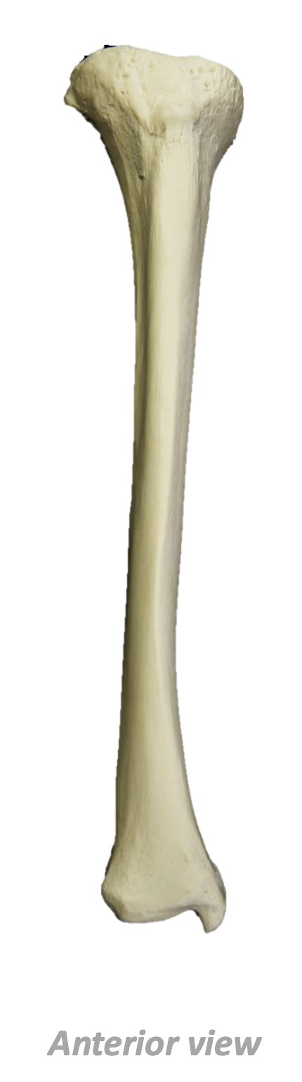 <p>What Bone Is This?</p>