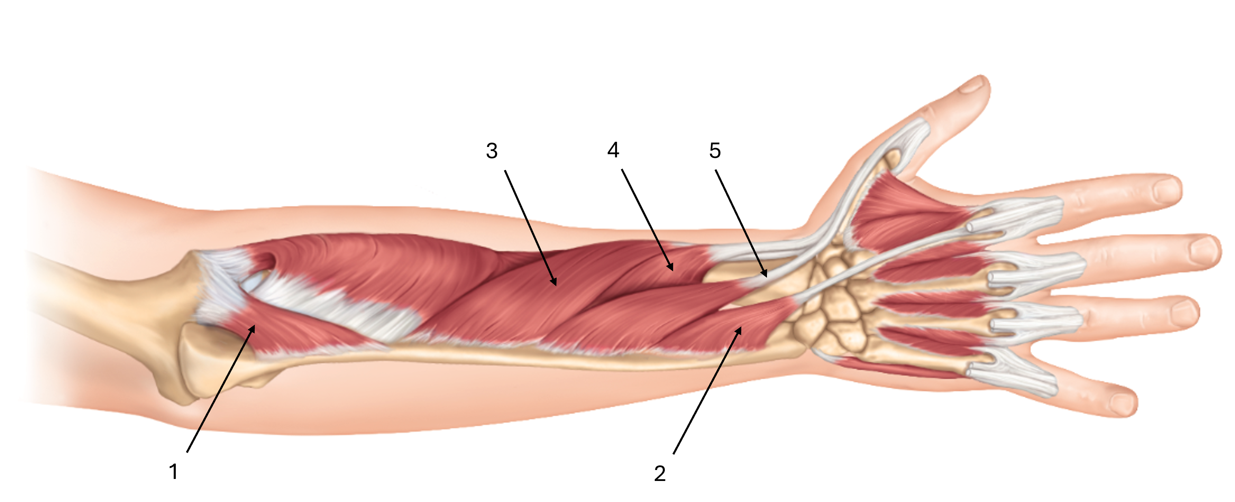 <p>label this diagram of the deep layer of the posterior forearm</p>