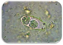 <p>Cystoisospora (Isospora) belli</p><p>Troph= <span>25-33 µm x 10-19 µm </span></p><p><span>Cyst= 20–33 and 8–19 um </span></p>
