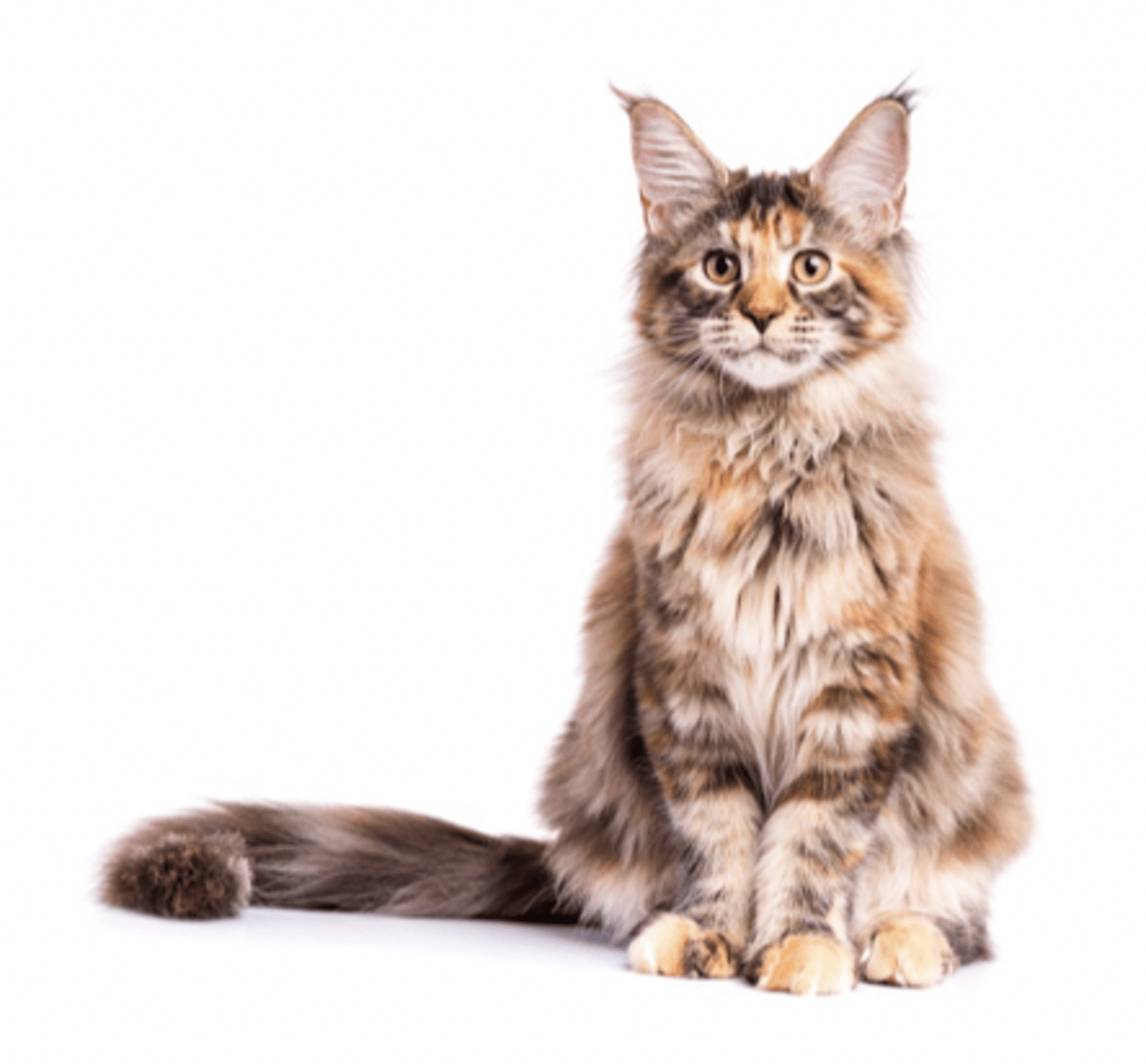 <p>lynx ears, square head, wide muzzle</p>