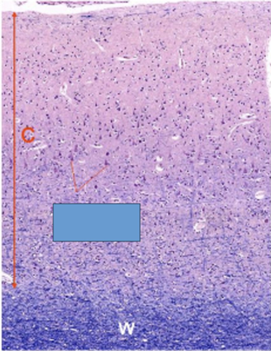 <p>Identify the cells</p>