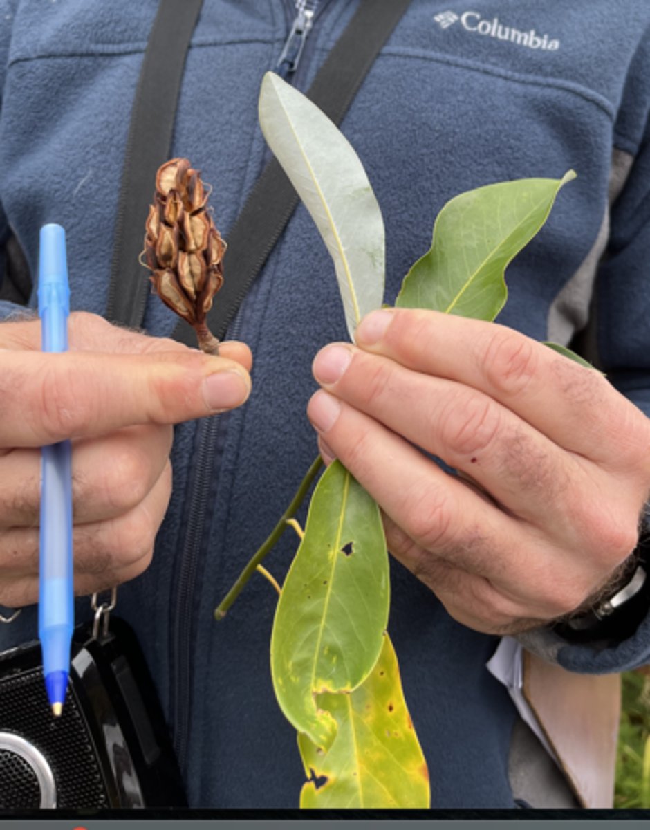 <p>witch finger bud, aggregate pinecone fruit, silver waxy coating on bottom, linear lanceolate entire leaf</p>