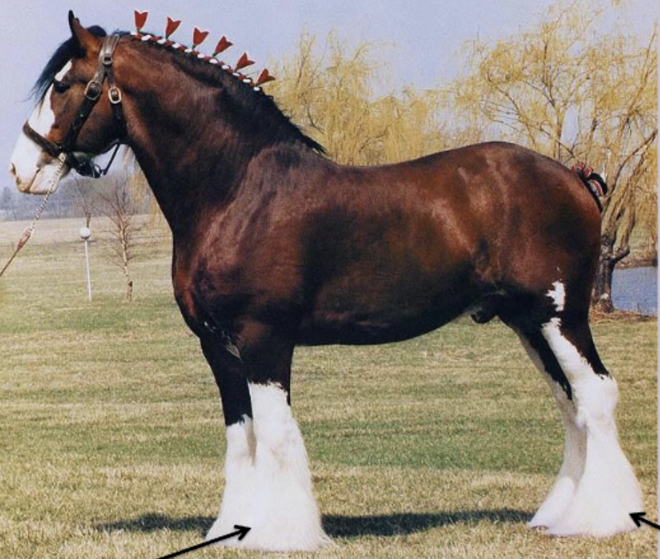 <p>What kind of heavy horse is this?</p>