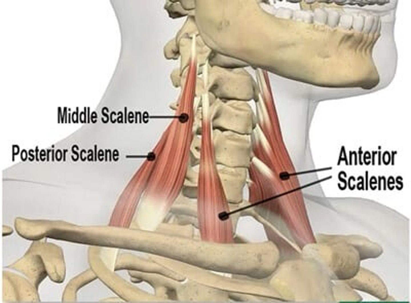 <p>C3-6 transverse process</p>