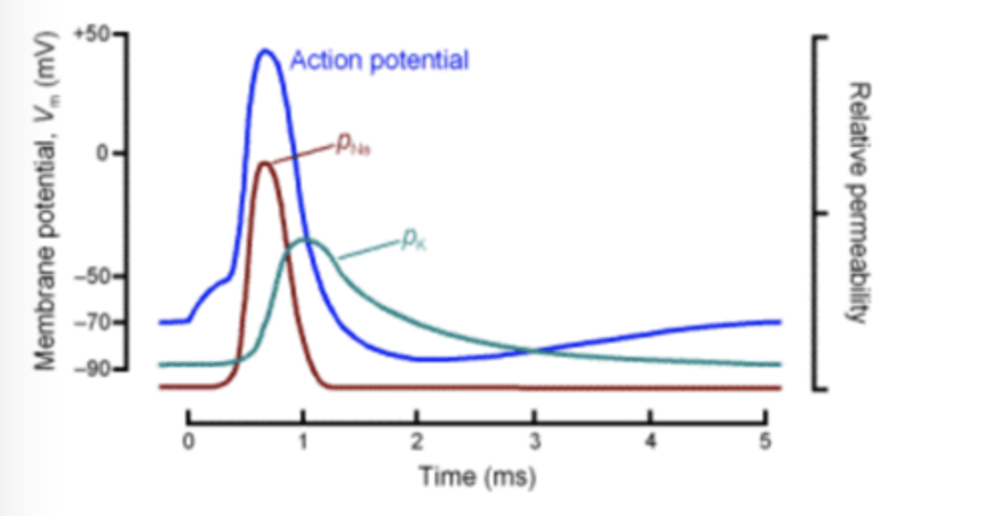 <p>1. cell depolarized past threshold</p><p>2. Na conductance increase and Na+ influx depolarize</p><p>3. overshoot until Vm close to ENa, low driving force</p><p>4. Na channels inactivate, K+ conductance increase(VG K )</p><p>5. K+ rush out of cell (negative current), cell can hyperpolarize because long lasting increase in g(K) and EK is low</p>