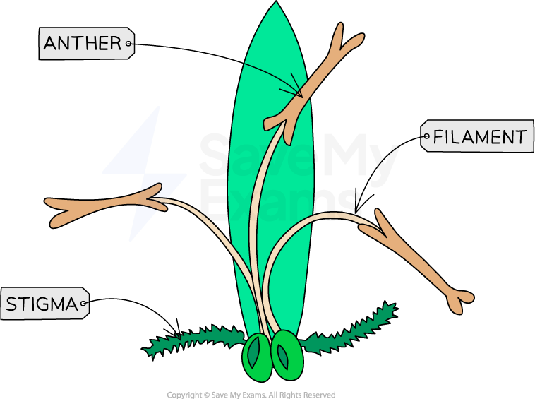 <p><span>Small, dull, scentless petals.</span><br><span>Long filaments and lots of pollen to be carried away by the wind.</span></p>