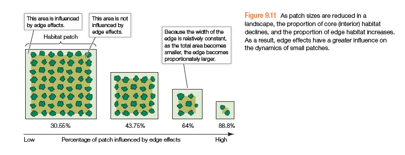 <p>Edge habitat becomes more prominent in fragmented habitats because the area of a patch declines as the square of patch size, whereas the perimeter of a patch declines linearly with patch size</p><ul><li><p>altered rate of herbivory</p></li><li><p>altered rate of disturbance</p></li><li><p>changes in light, fire, drought, nitrogen</p></li><li><p>parasitism and disease can be more prominent</p></li></ul><img src="https://knowt-user-attachments.s3.amazonaws.com/45789535-df4a-44ba-9b8e-a10bb2fa7121.png" data-width="75%" data-align="center"><p></p>