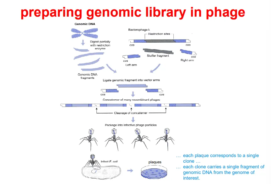 <ul><li><p>break up the DNA into <strong>fragments </strong>by <strong>partial digestion</strong> using <strong>restriction endonucleases</strong></p></li><li><p>use the same enzyme on the vector to produce <strong>compatible sticky ends</strong>, removing the ‘<strong>stuffer</strong>’ fragment</p></li><li><p><strong>ligate </strong>the fragments into the phage to produce <strong>recombinant DNA</strong>, which can be inserted into a <strong>phage head</strong></p></li><li><p>bacteria are <strong>infected </strong>with these bacteriophages and plated, so that <strong>each plaque </strong>contains a <strong>single foreign fragment </strong>(genomic library)</p></li></ul><p></p>