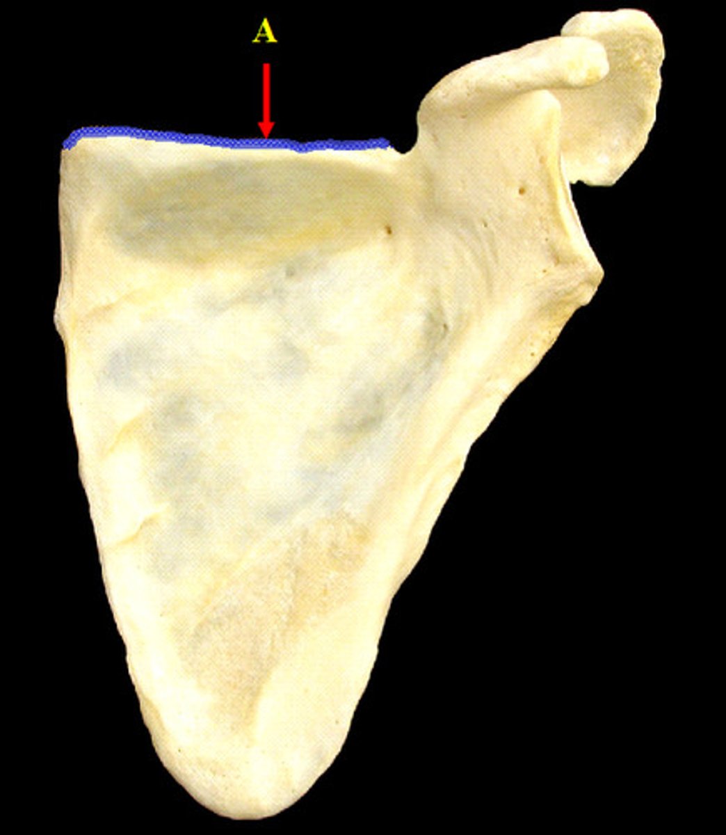<p>superior edge of SCAPULA, shortest + most irregular border of SCAPULA</p>
