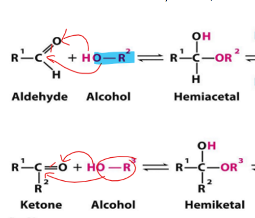 <p>when only one alcohol has attacked the aldose</p><p></p><p>what a single ring sugar is </p>