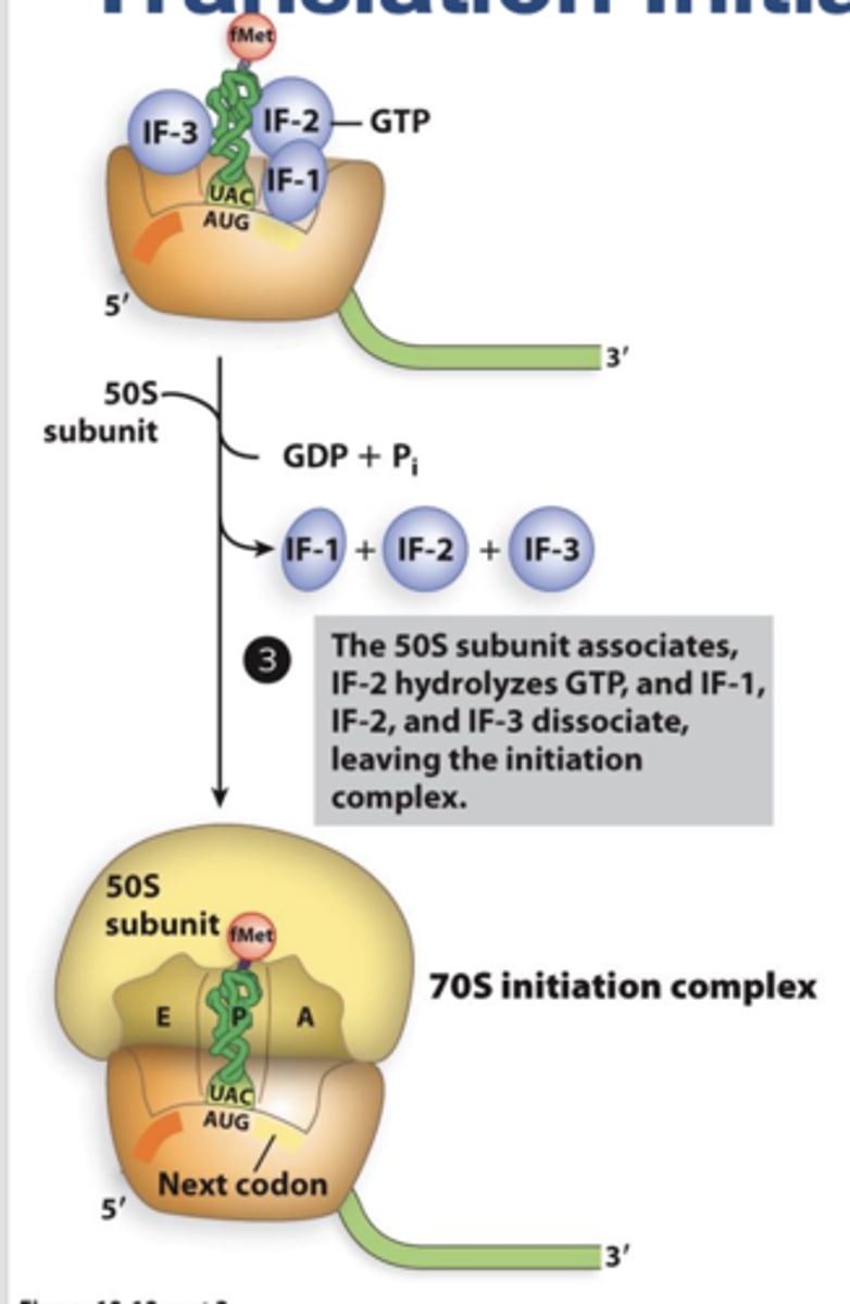 <p>RNA polymerase holoenzyme initiates transcription and begins RNA synthesis. The sigma subunit dissociates shortly after transcription initiation, and the core enzyme continues transcription.</p>