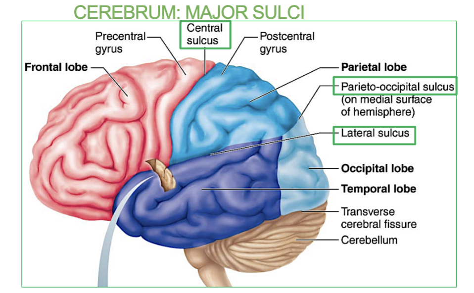 <p> <strong>between frontal and parietal lobes</strong></p><p><em>(a major sulci in the Cerebrum)</em></p>