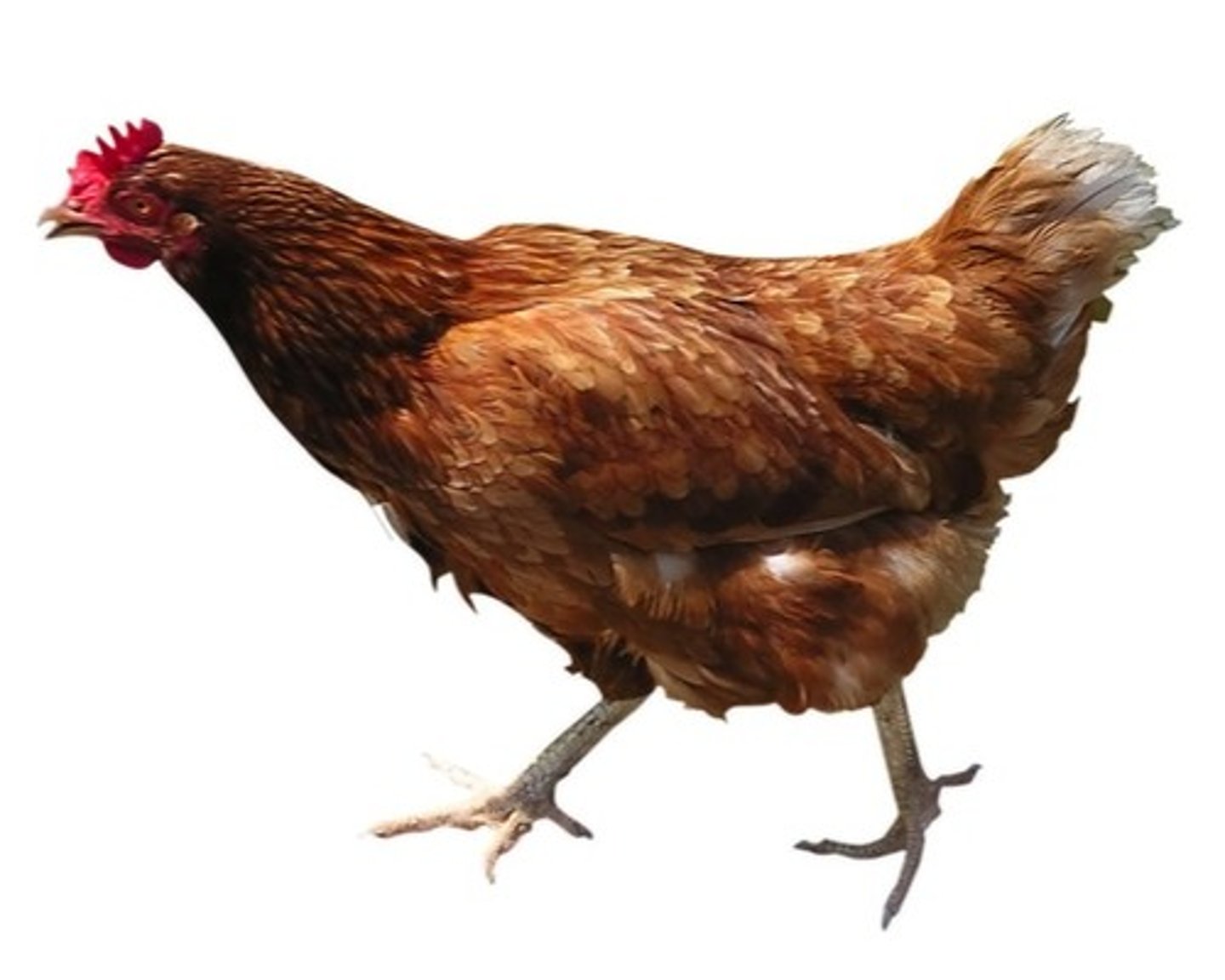 <p>hen</p>