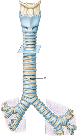 <p>Identify the structure labeled "E." </p>