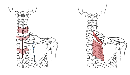 <p>What is the insertion for rhomboid minor?</p>