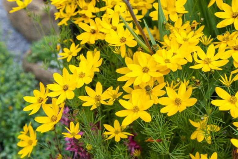 <p>A compact mound of fine, threadlike foliage covered in golden-yellow blooms.</p><ul><li><p>both like dry</p></li><li><p>zagred has longer bloom season</p></li><li><p>first flish is full and sporticlaly after</p></li></ul><p></p>