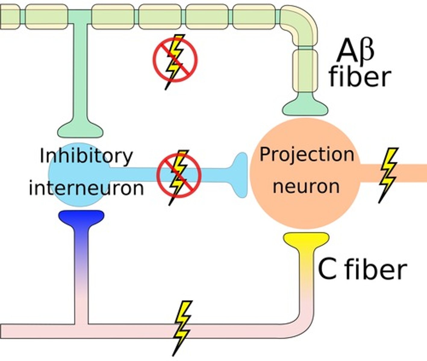 <p>the theory that the spinal cord contains a neurological "gate" that blocks pain signals or allows them to pass on to the brain</p><p>- the "gate" is opened by the activity of pain signals traveling up small nerve fibers and is closed by activity in larger fibers or by information coming from the brain</p><p>1. activation of 1st order neuron (C fiber) -> 2nd neuron activation & inhibits inhibitory neuron -> nociception</p><p>2. activation of 1st order neuron (AB fiber) -> inhibits 2nd order neuron & de-inhibits inhibitory neuron -> no nociception</p>