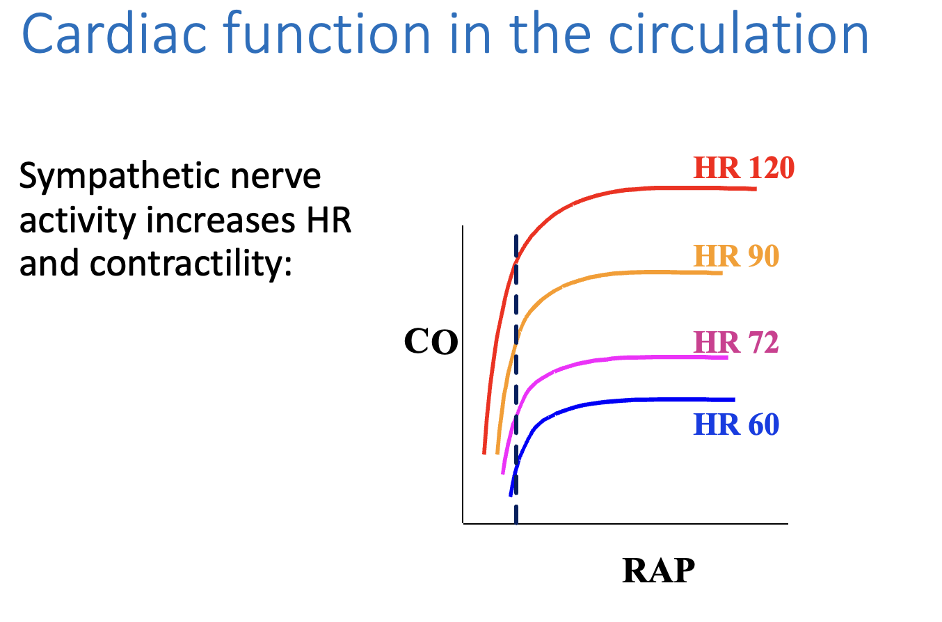 <ul><li><p>Starling mechanism→ incrased RAP<strong> increases</strong>&nbsp;cardiac output</p></li></ul><p></p>
