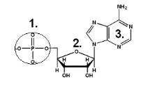 <p>Codes for and produces proteins (DNA and RNA), the  blueprint of life</p>