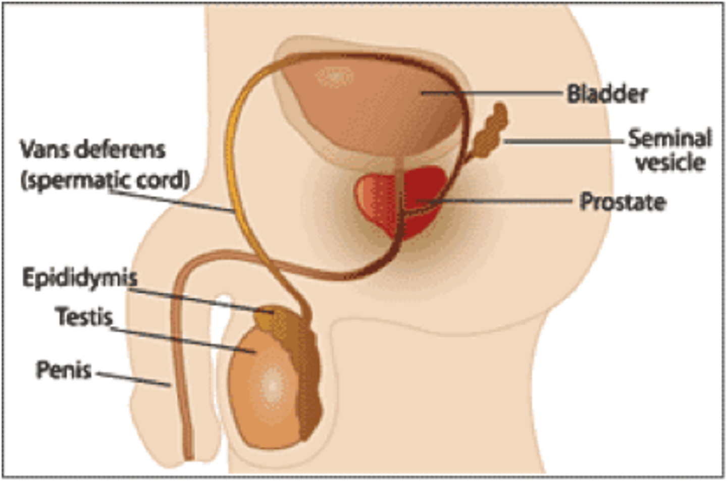 <p>1. After production in seminiferous tubules, sperm are funneled toward the rete testis</p><p>2. Leave testes through epididymis</p><p>3. Epididymis is continuous with the vas deferens</p><p>4. Vas deferens joins with seminal gland duct and forms the ejaculatory duct</p><p>5. Ejaculatory duct joins with the urethra</p>