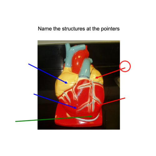 term image