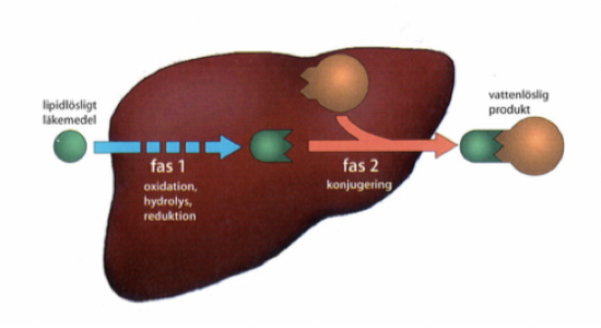 <p>Två faser:</p><ol><li><p>Metabol omvandling via <strong>cytokrom P-450</strong> enzymer så att LM blir reaktivt. Reduktion, oxidation eller hydrolys. </p></li><li><p>Konjugering med <strong>glukuronid</strong> och <strong>sulfatgrupper</strong> för att de ska bli vattenlösliga.</p></li></ol>