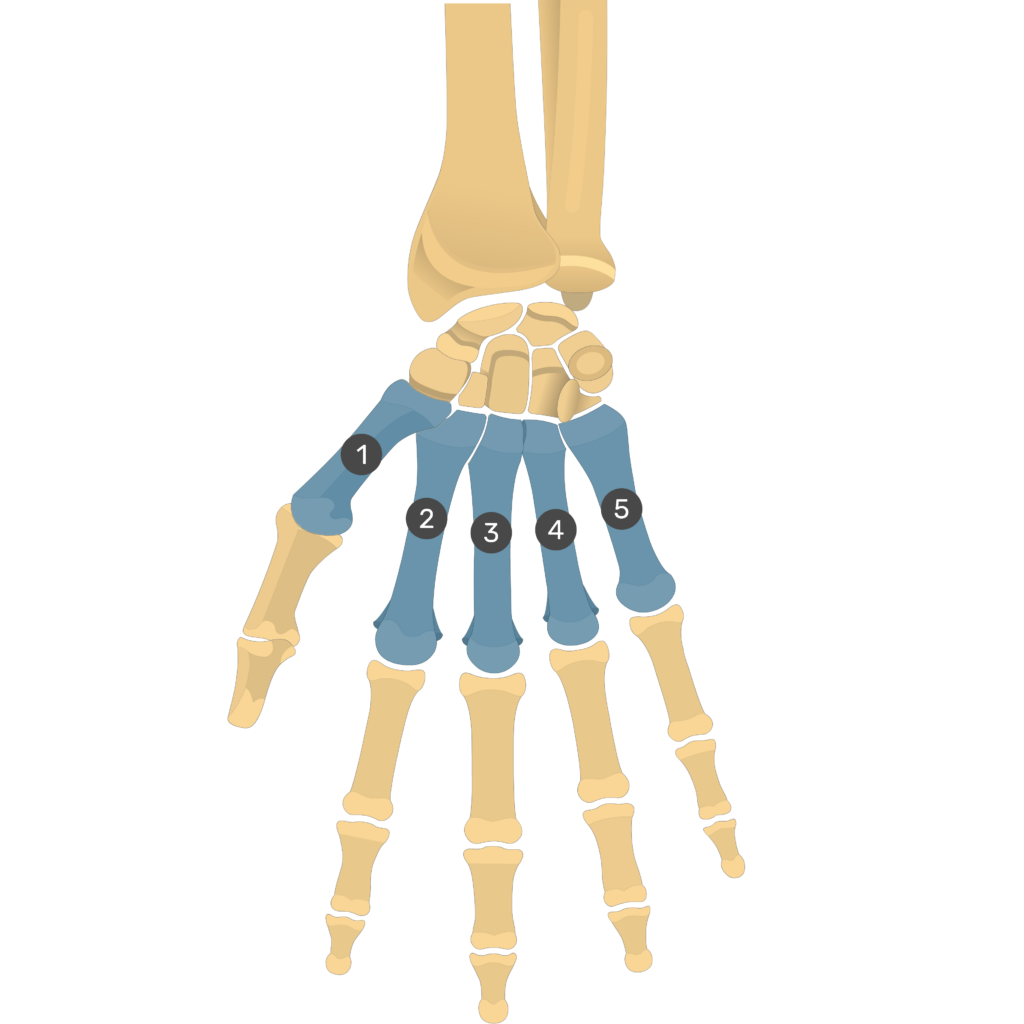 <p>Identify the bone.</p>