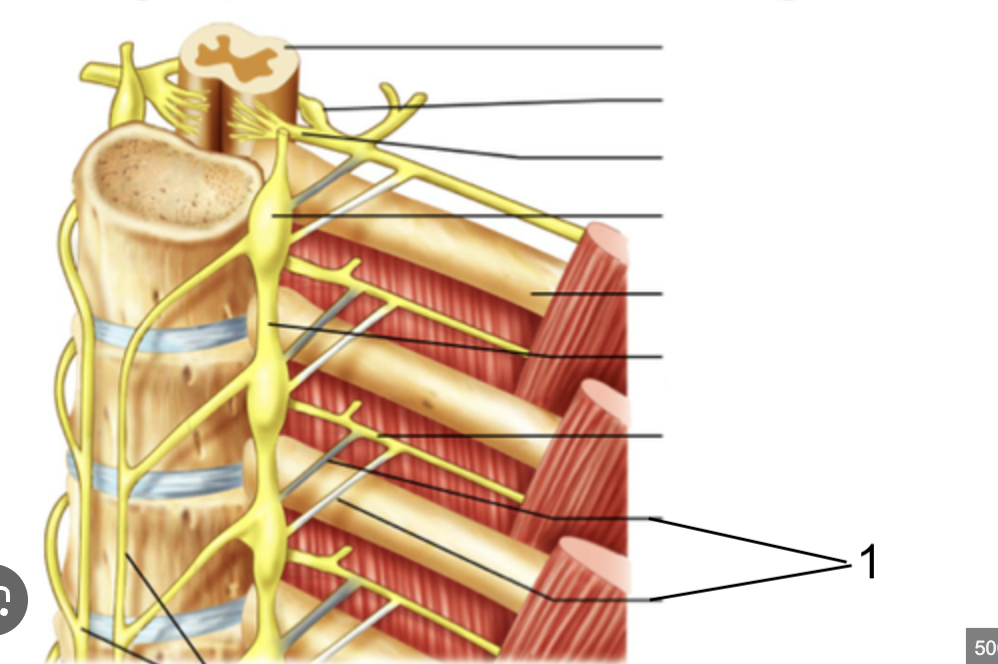 <p>what structure is this?</p>