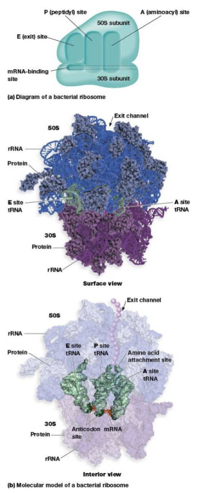 <p>where the tRNA carrying the growing peptide resides</p>