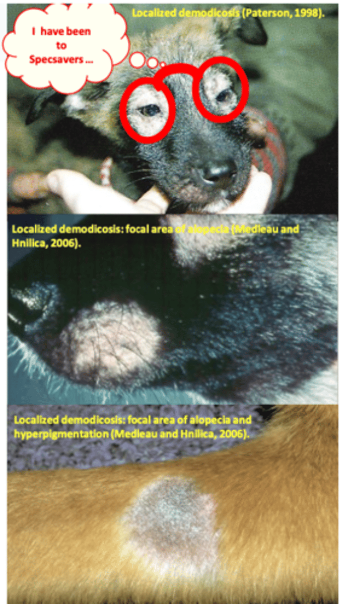 <p>Less than six lesions or only one body region affected;</p><p>Most cases occur in young dogs (3-6 months old);</p><p>Lesions are most common on head and the forelegs;• Circumscribederythema,(focal)alopecia,fine</p><p>scales, hyperpigmentation, usually no pruritus;</p><p>Good prognosis:</p>