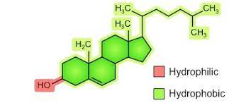 <p>-hydroxyl group makes head polar and attracted to phospahte head on phospholipid</p><p>-non-polar tail attracted to fatty acid tail</p><p>-it has carbon rings, meaning cholesterol is a steroid</p>
