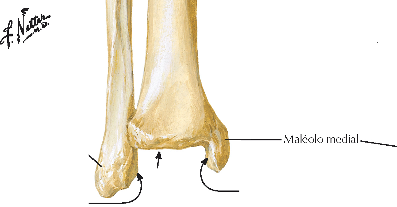 <ol><li><p>En el extremo distal de la tibia, la expansión medial se extiende inferior al resto del cuerpo</p></li><li><p>La cara inferior del cuerpo del cuerpo y la cara lateral, se articula con el talus</p></li></ol>