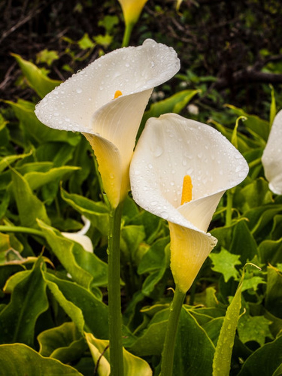 <p>Zantedeschia hybrida</p>