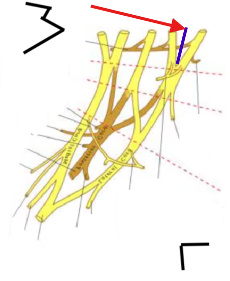 <p>What is this structure?</p>