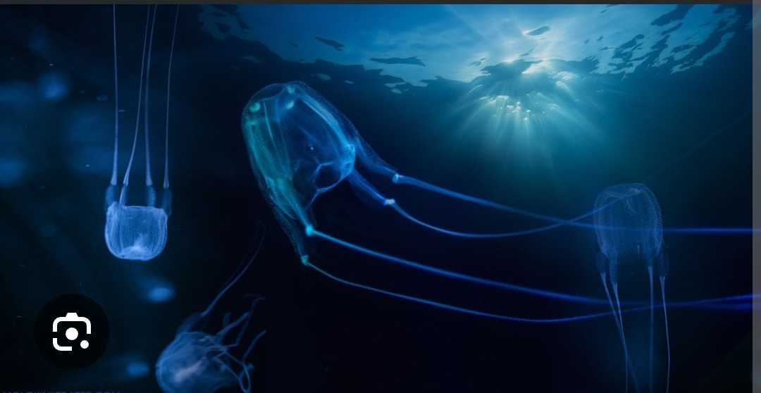 <p>Alatinidae family</p><p class="has-focus">Their diet consists primarily of small fish and crustaceans like shrimp, which they actively hunt with thier nematotocycts</p><p class="has-focus">transparent, cube-shaped bell, often pale blue or colorless, with a size that can range from a grapefruit to a basketball. It has up to 60 long, venomous tentacles (up to 10 feet long) that hang from the corners of its bell</p>