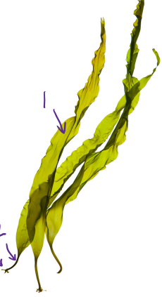 <p>brown algae with <span>long, flat blades and usually grow to lengths between 3-9 feet long. The stipe superficially resembles the stem of land plants and is flexible and somewhat elastic, with a holdfast at its inferior end.</span></p>